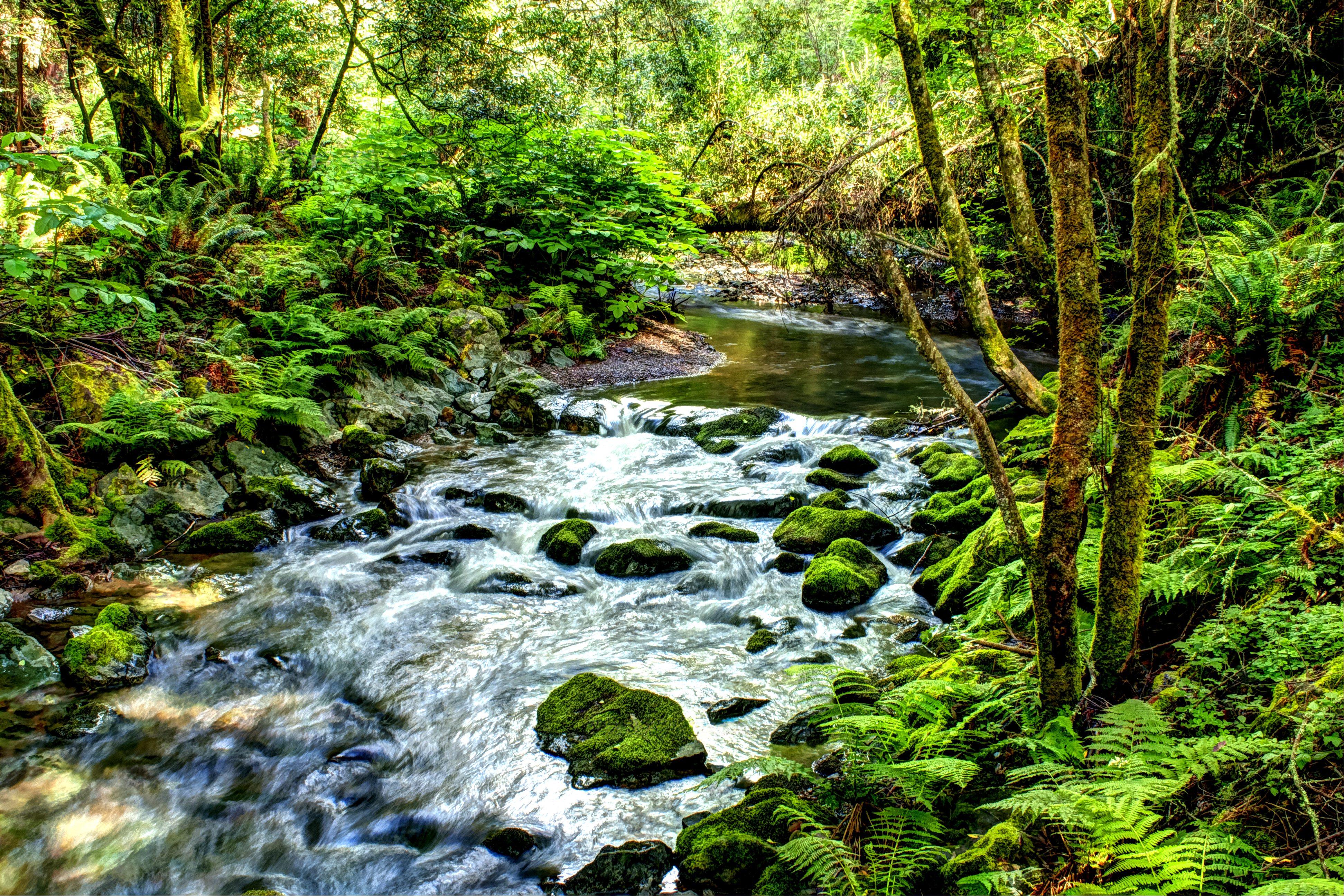 Lush green forest landscape with a river flowing through it.