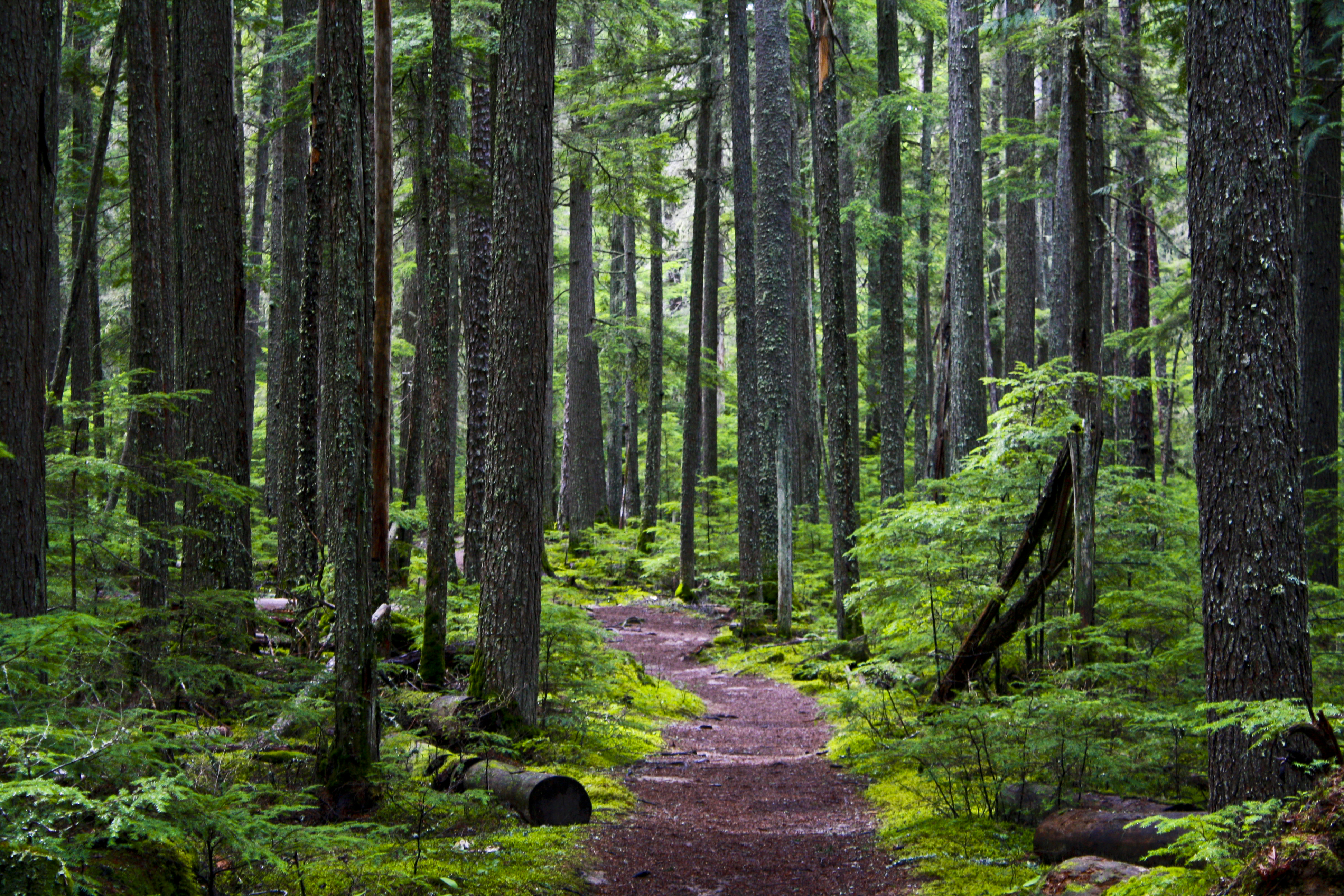 A straight wooden boardwalk path leading through a dense, green forest.