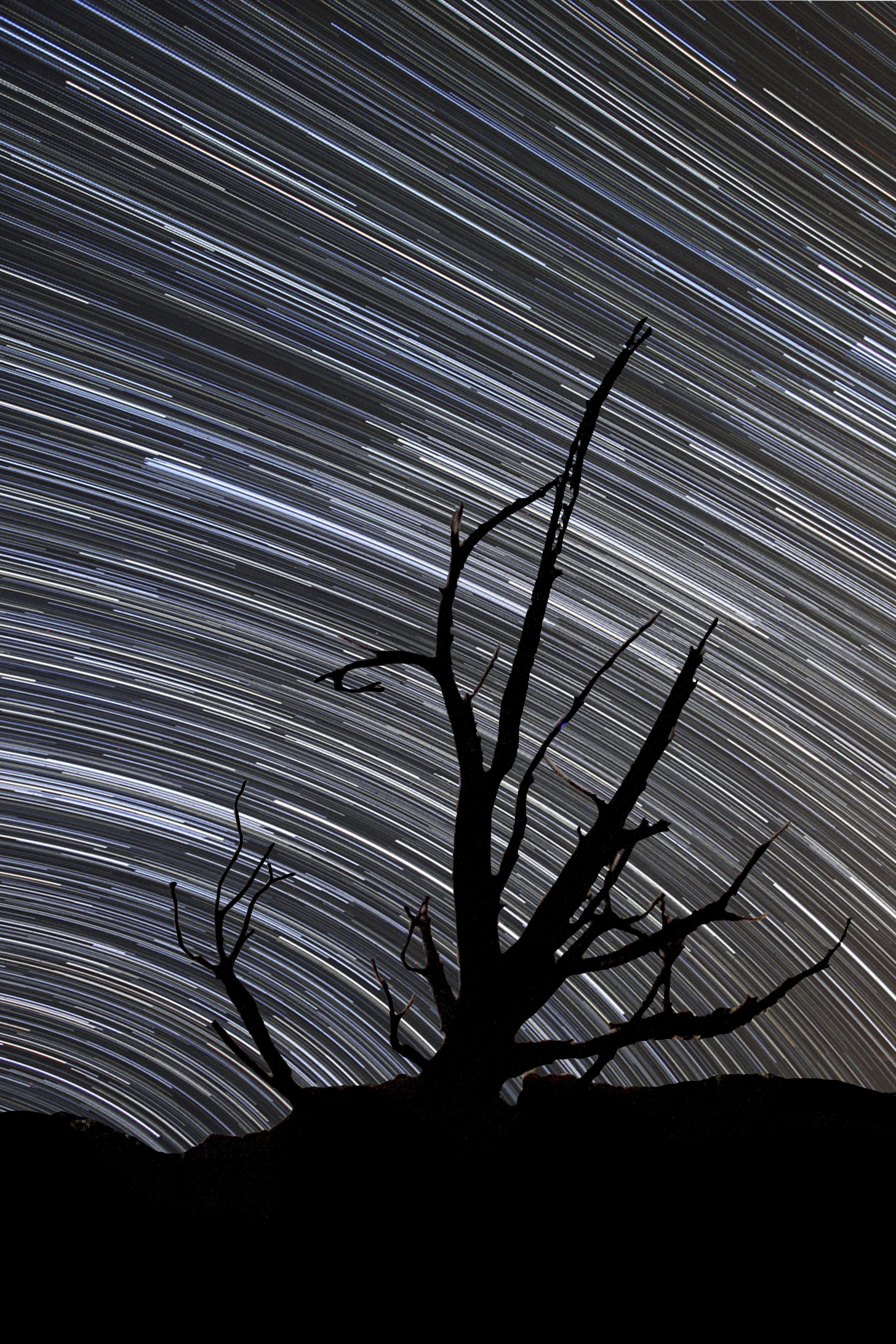 Long exposure night photo showing star trails circling over a lone tree silhouette.